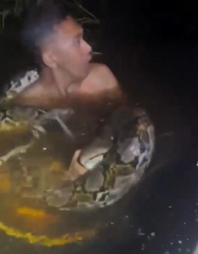 捕蛇專家赫魯被巨蟒纏身。(互聯網)