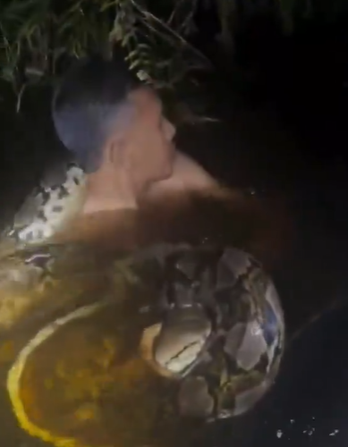 捕蛇專家赫魯被巨蟒纏身。(互聯網)