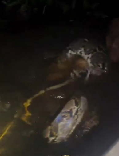 捕蛇導遊赫魯被巨蟒纏身。(互聯網)