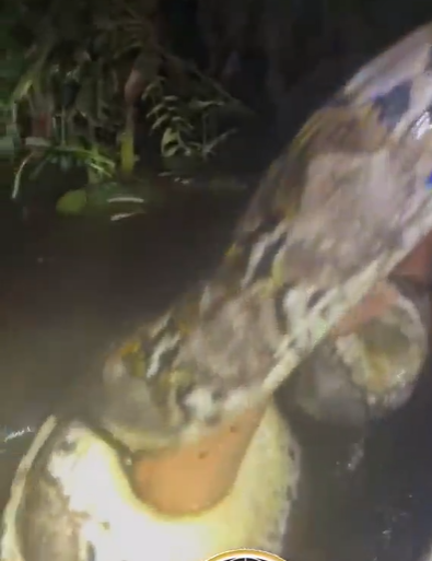 捕蛇導遊赫魯被巨蟒纏身。(互聯網)