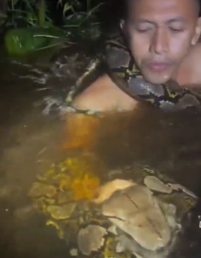 捕蛇導遊赫魯被巨蟒纏身。(互聯網)