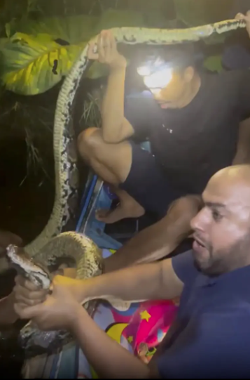 捕蛇導遊赫魯被巨蟒纏身。(互聯網)