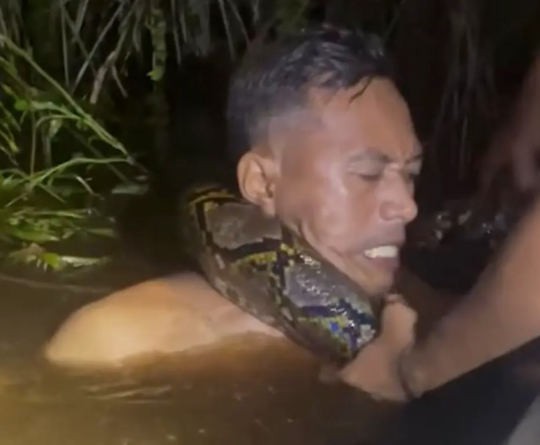 捕蛇導遊赫魯被巨蟒纏身。(互聯網)