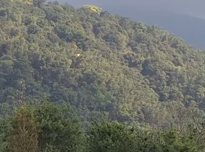 一名香港遊客在台灣南投玩滑翔傘時,在半空撞到一名台灣遊客的滑翔傘,兩人墜落樹林中沒有受傷。(影片截圖)