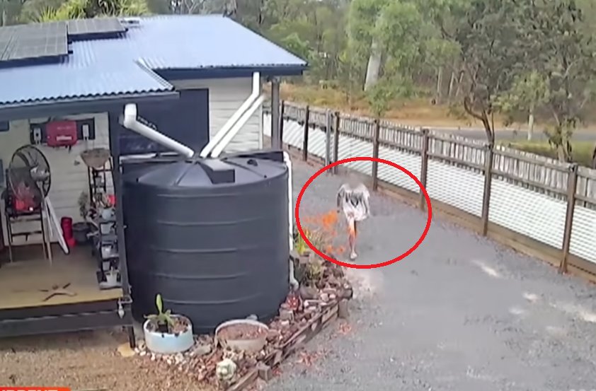 女子持剪刀闖入屋 澳男僅穿內褲對抗(有片)