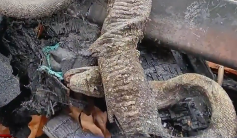 住宅起火疑為救寵物 男子與60條蛇葬身火海巨蟒變蛇乾