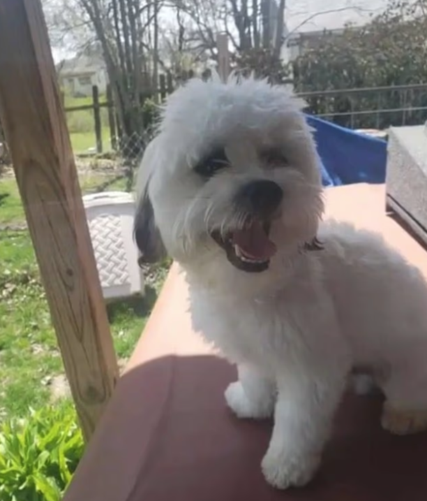 被警員開槍擊斃的西施犬Teddy。(互聯網)