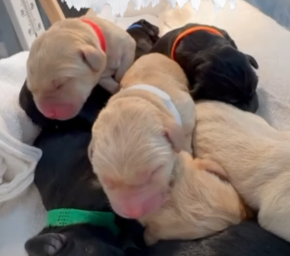 9隻黑白配拉布拉多幼犬順利誕生。(海關FB)