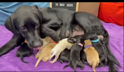 9隻黑白配拉布拉多幼犬順利誕生。(海關FB)