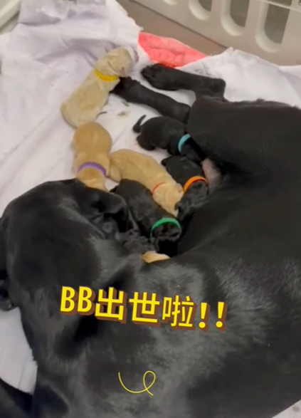 9隻黑白配拉布拉多幼犬順利誕生。(海關FB)
