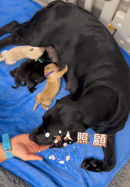 9隻黑白配拉布拉多幼犬順利誕生。(海關FB)