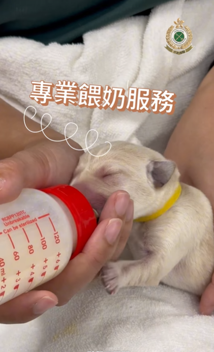 9隻黑白配拉布拉多幼犬順利誕生。(海關FB)