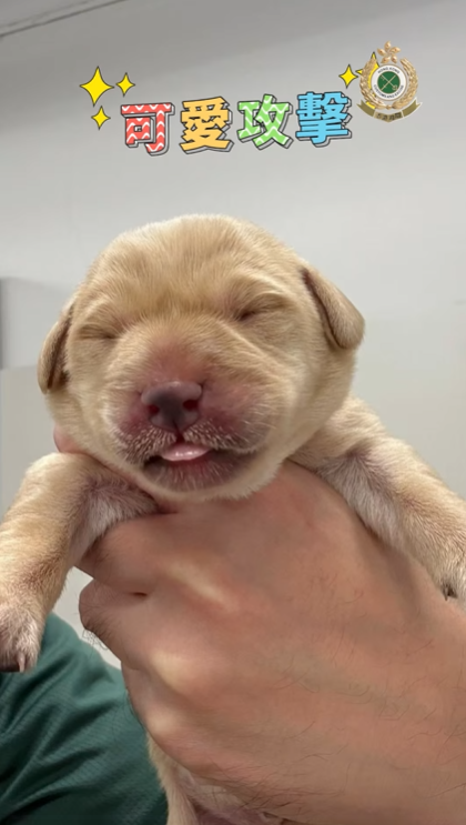 9隻黑白配拉布拉多幼犬順利誕生。(海關FB)
