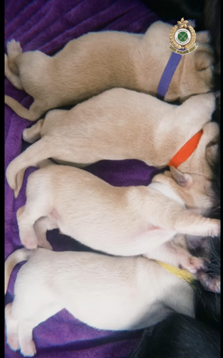 9隻黑白配拉布拉多幼犬順利誕生。(海關FB)