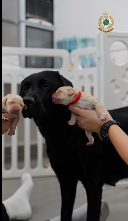 9隻黑白配拉布拉多幼犬順利誕生。(海關FB)
