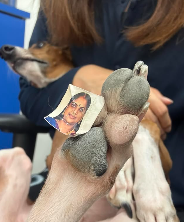 近期全港多處頻出現「印度人樣貼紙」,有網民更表示「我隻狗都踩到(貼紙)」(Threads)