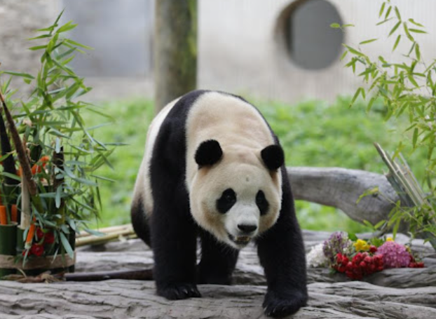 四川成都大熊貓基地(網上圖片)