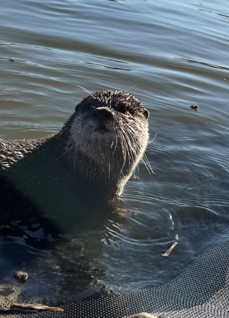 Splash屢立大功。(互聯網)