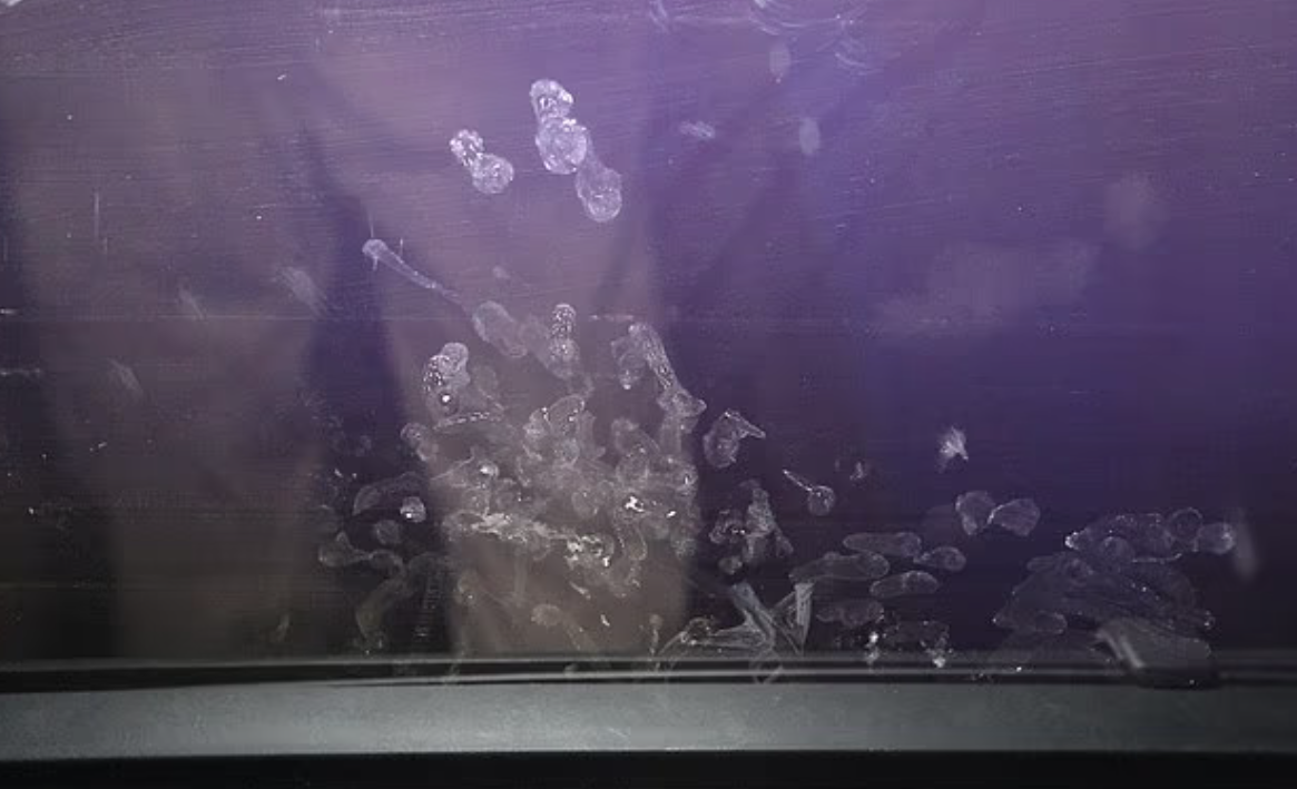 車窗內側留有帕克絕望掙扎的小手印。(互聯網)
