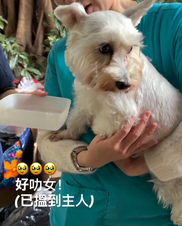 大埔宏福苑五級火,宏志閣14樓有一隻白色約瑟犬平安獲救,成功被救出與主人團聚(ig@tti.theturtlesinn)