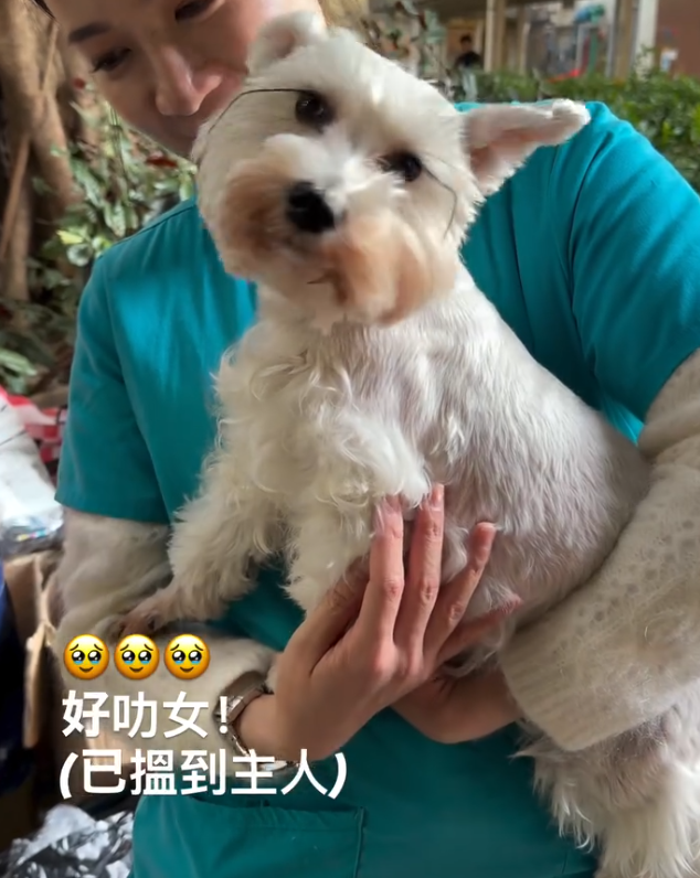 大埔宏福苑五級火,宏志閣14樓有一隻白色約瑟犬平安獲救,成功被救出與主人團聚(ig@tti.theturtlesinn)