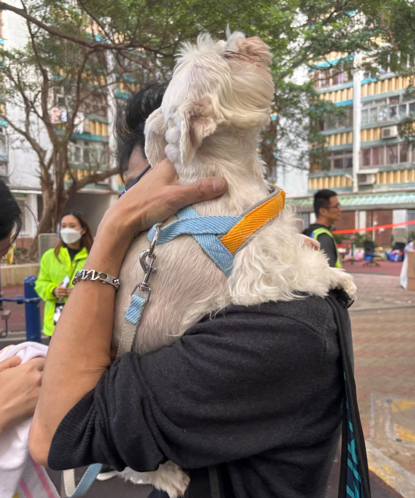大埔宏福苑五級火,宏志閣14樓有一隻白色約瑟犬平安獲救,成功被救出與主人團聚(Threads)