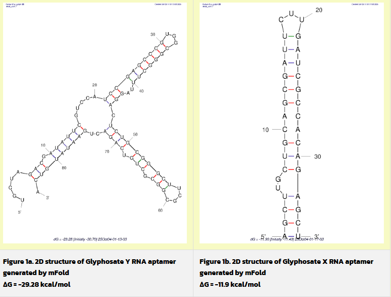 適配體 (Aptamer) 的結構