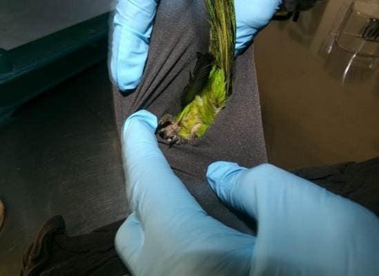 檢查發現2隻被麻醉的保育動物橙額鸚鵡(Orange-fronted parakeet)。(X)