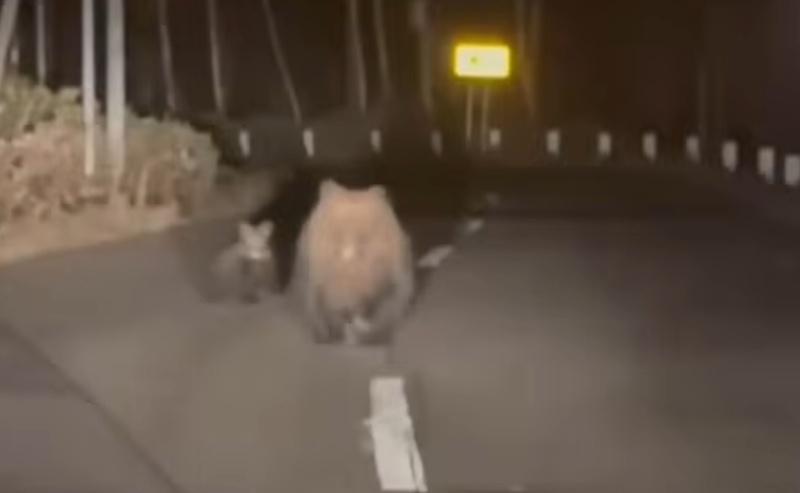 一隻體型逼近2米長的大棕熊現身,下一秒便直線狂奔向車子,嘴巴大張、前肢猛力拍地。(X)