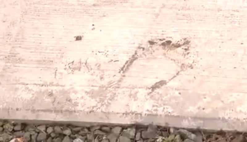 熊的掌印仍可在住宅外的地上清楚地看出。(YouTube)