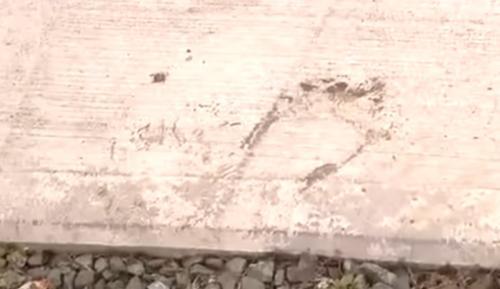 秋田縣五城目町有野熊撞破民宅的拉門並闖入,玄關留下熊腳印。(互聯網)