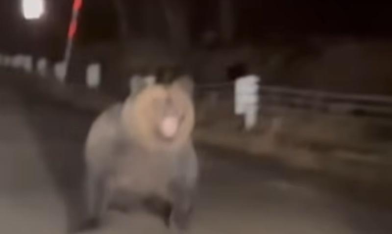 女事主:親眼見到牠們時發現牠牙齒那麼大,真的很可怕。(X)