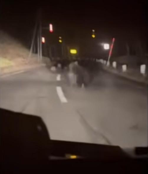 母熊見車輛後退,也返回幼熊身邊。(X)