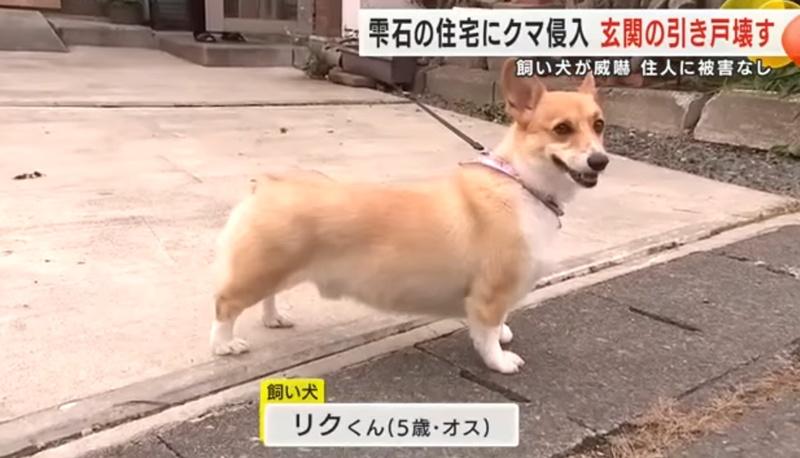 岩手縣野熊闖民居嚇壞屋主,遭5歲哥基護主吠走。(YouTube)