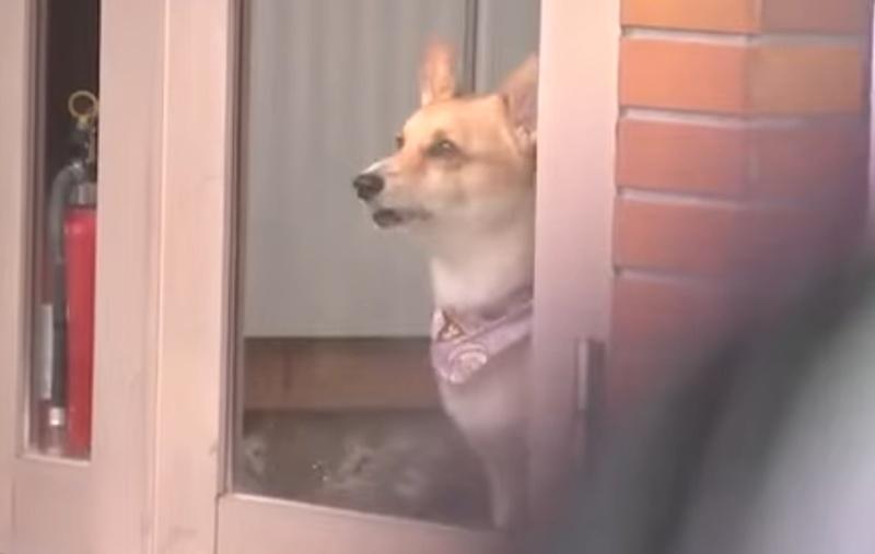 屋主夫婦相當感激Riku的勇敢行為。(YouTube)