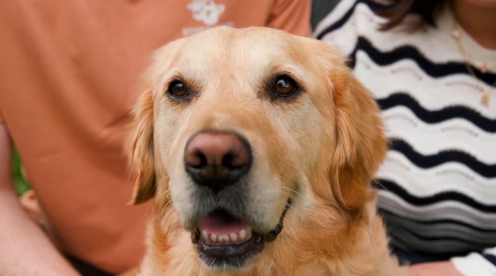 醫護團隊:幸Polly發出警告讓CPR能及時進行。(YouTube)