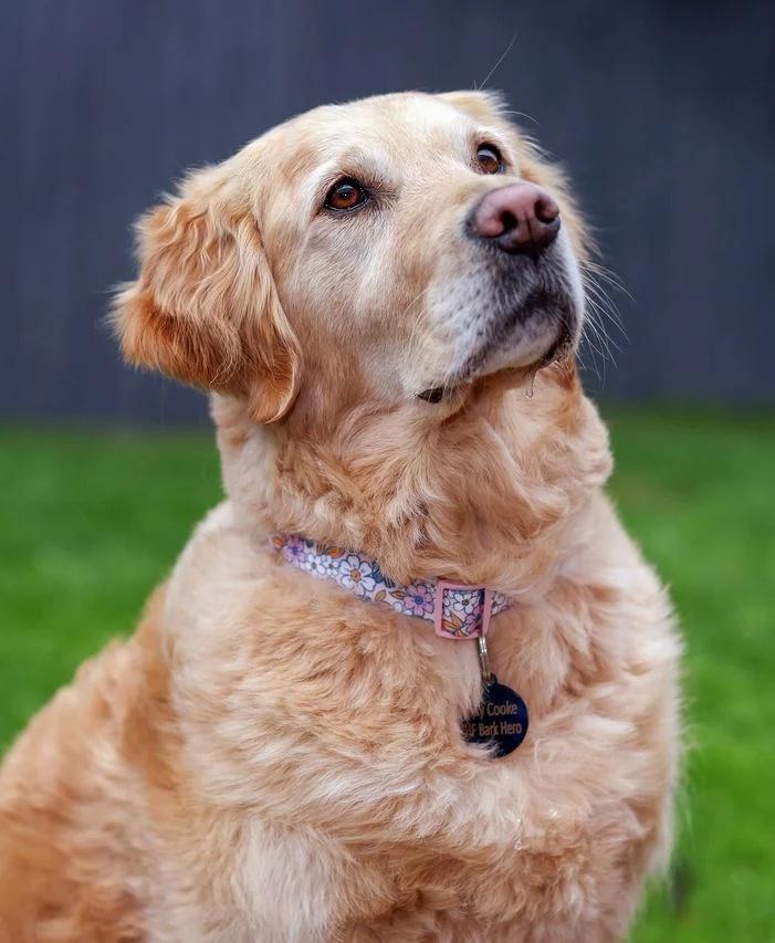 女主人赫然發現丈夫已經沒有正常呼吸,恍然大悟「Polly在求救!」(YouTube)