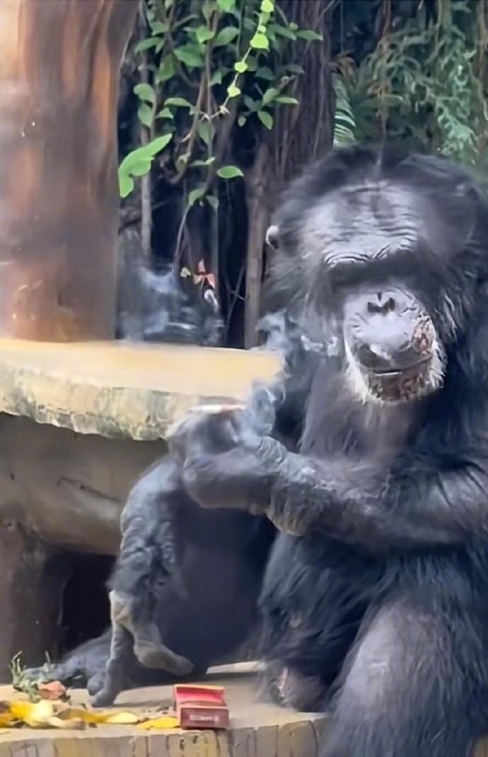 至於大猩猩為何有香煙,園方猜測可能是由遊客投擲進入展區。(微博)