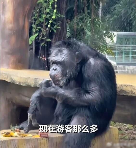 網民形容牠根本是「老煙槍」。(微博)