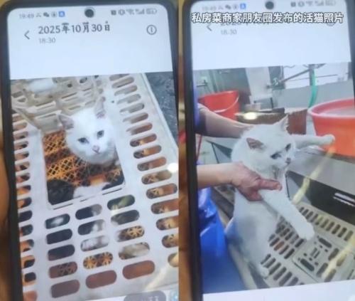 網上流傳的影片顯示,一隻白貓被抱入廚房宰殺。(微博)