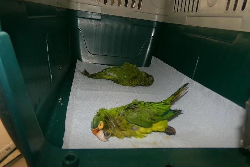 檢查發現2隻被麻醉的保育動物橙額鸚鵡(Orange-fronted parakeet)。(X)