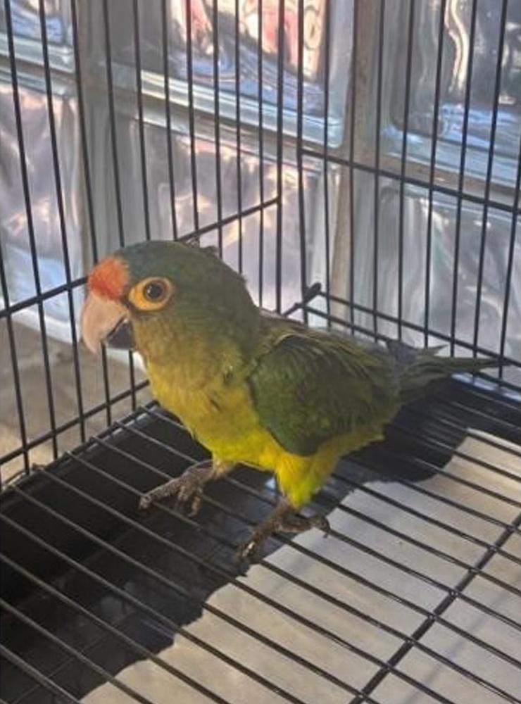 2隻鸚鵡已被轉移到農業部動物進口中心進行隔離與照顧。(X)