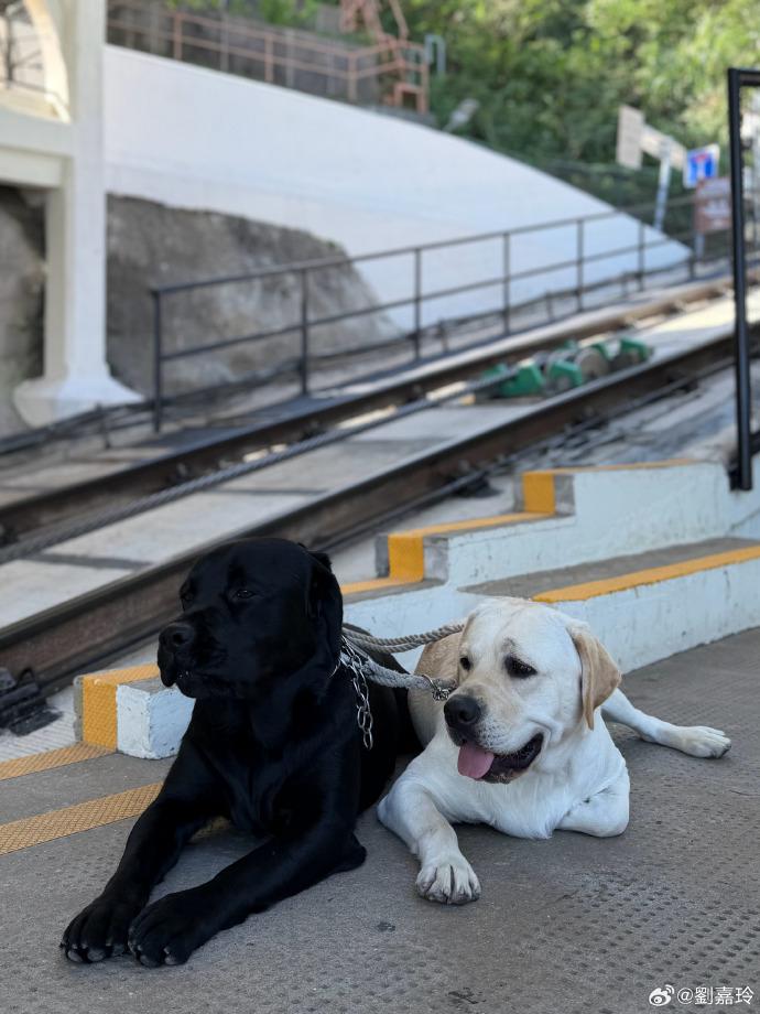 劉嘉玲近日到山頂白加道纜車站一帶放狗,非常寫意。(劉嘉玲微博)