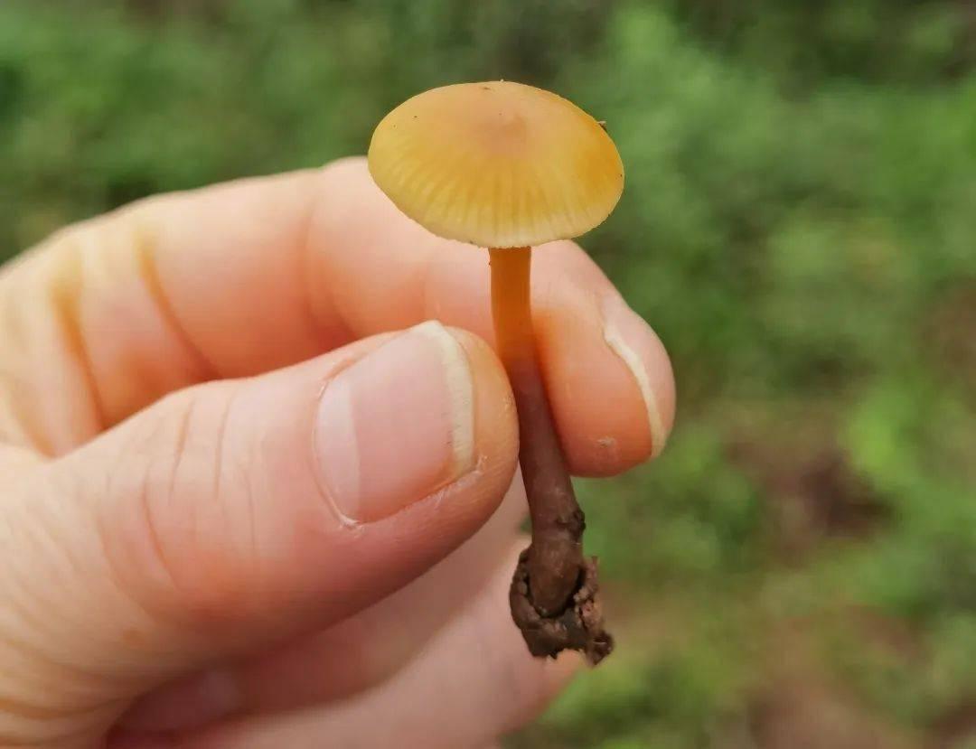 條蓋盔孢菌又稱條蓋盔孢傘,是常見的劇毒蘑菇之一。