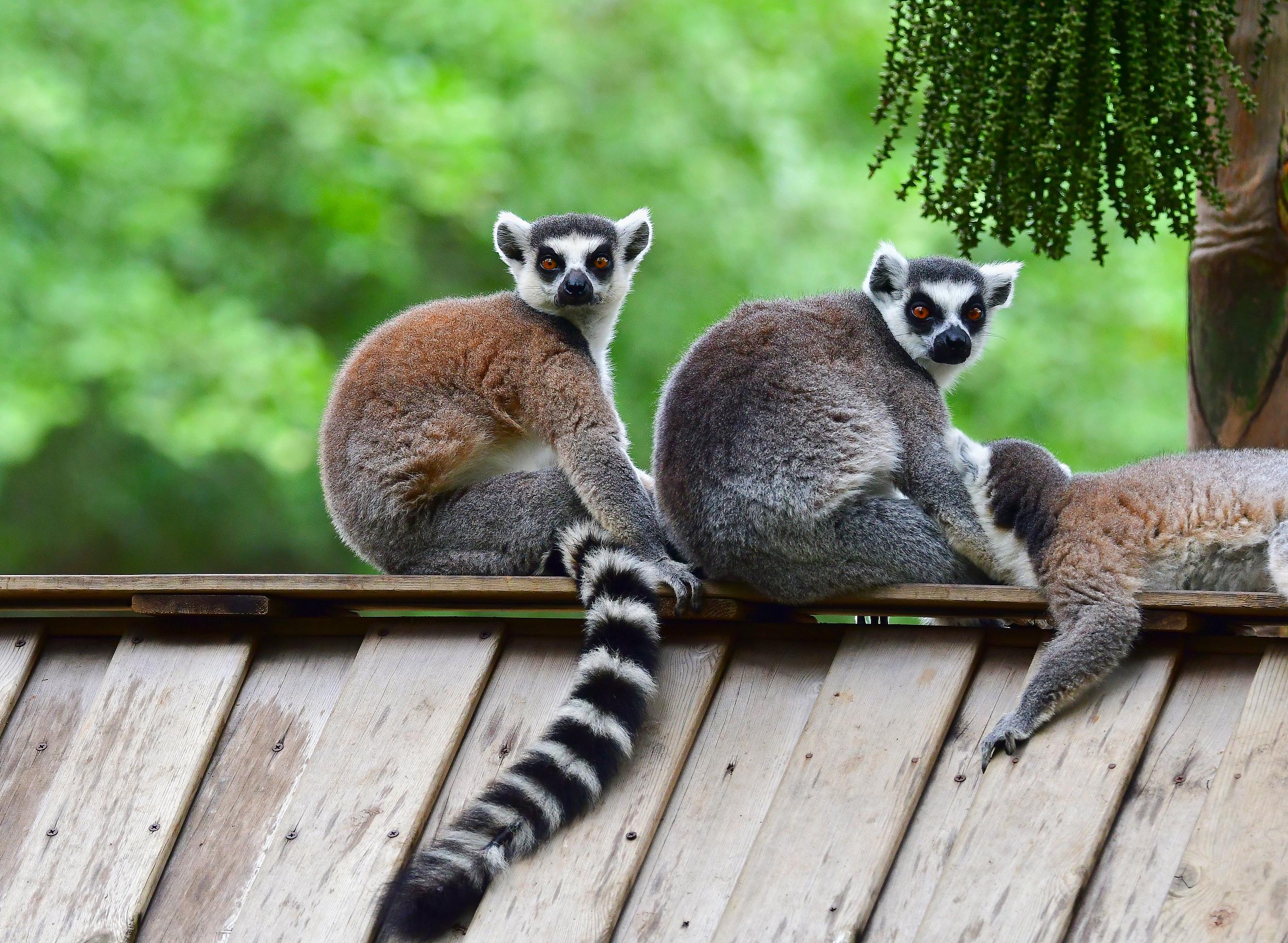 深圳好去處|深圳野生動物園