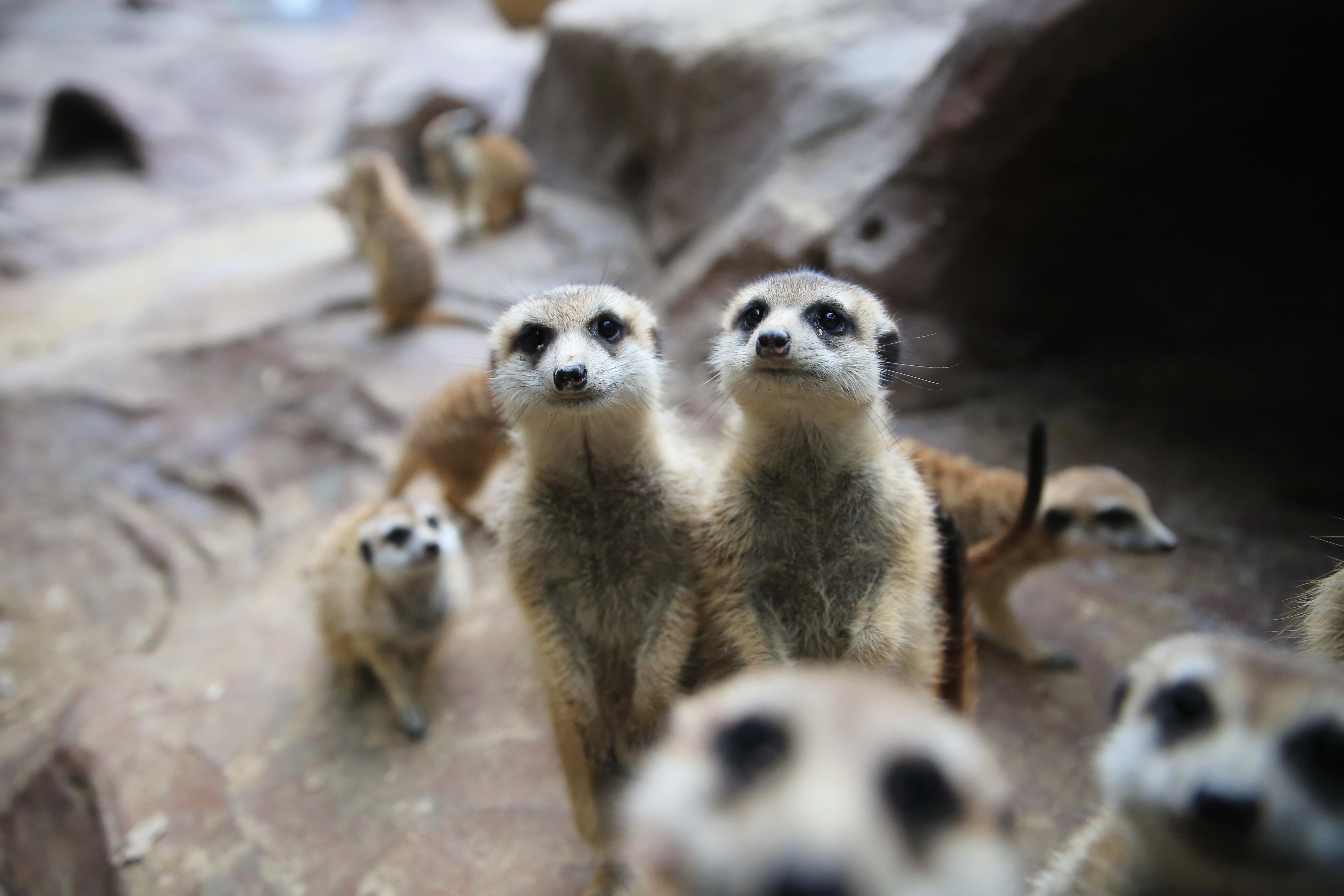 深圳好去處|WOWO窩窩萌寵森友會(世界之窗店)