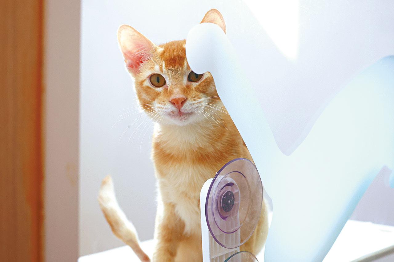 愛護動物協會 愛協