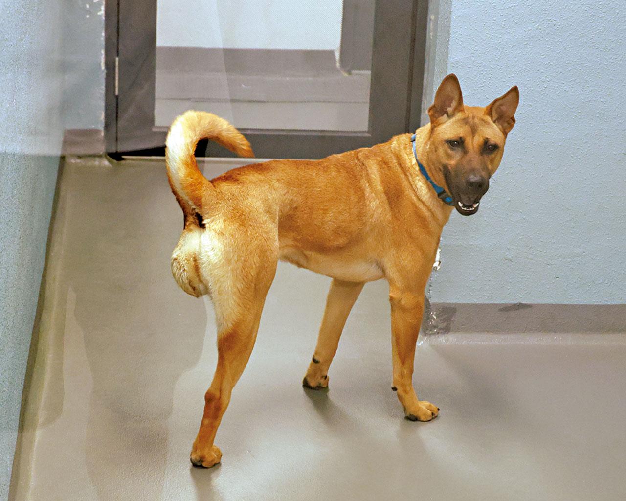 愛護動物協會 愛協