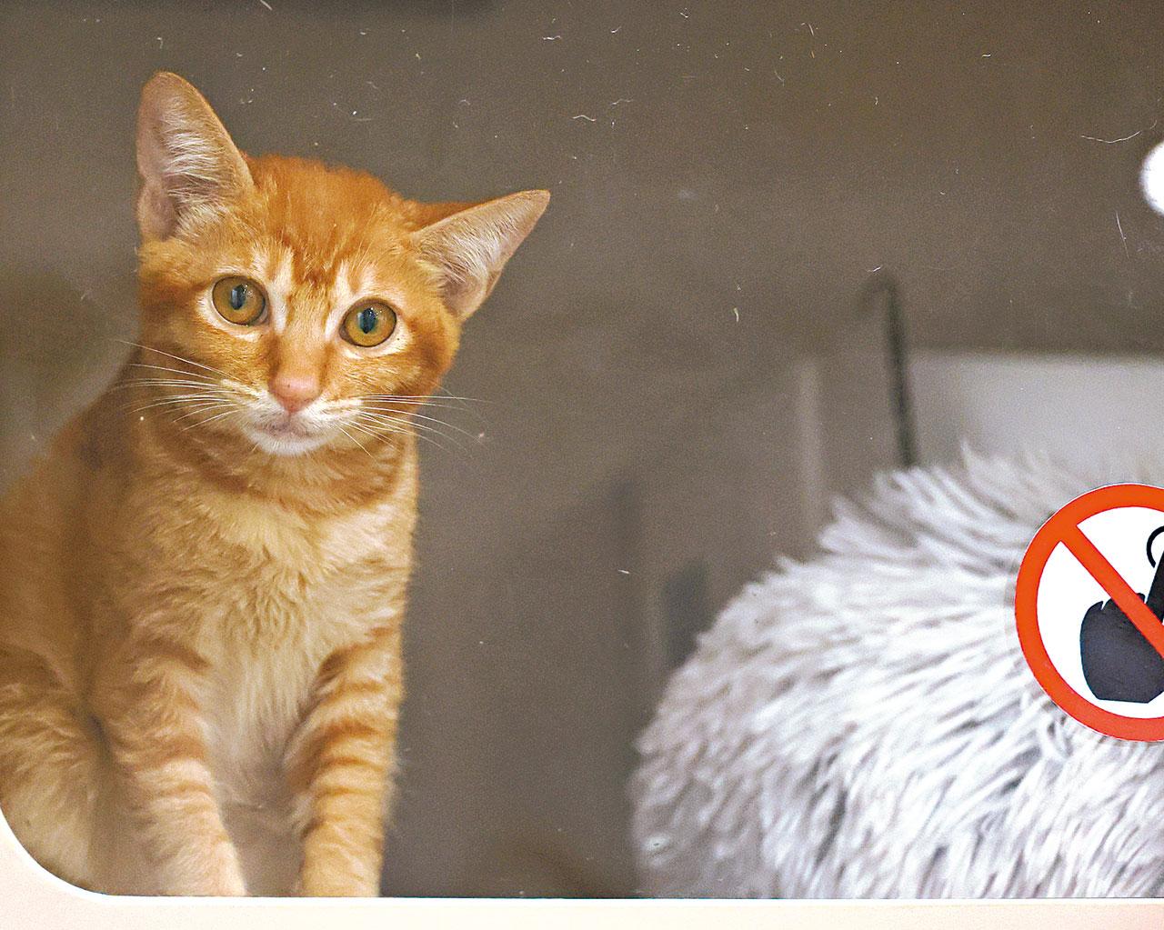 愛護動物協會 愛協