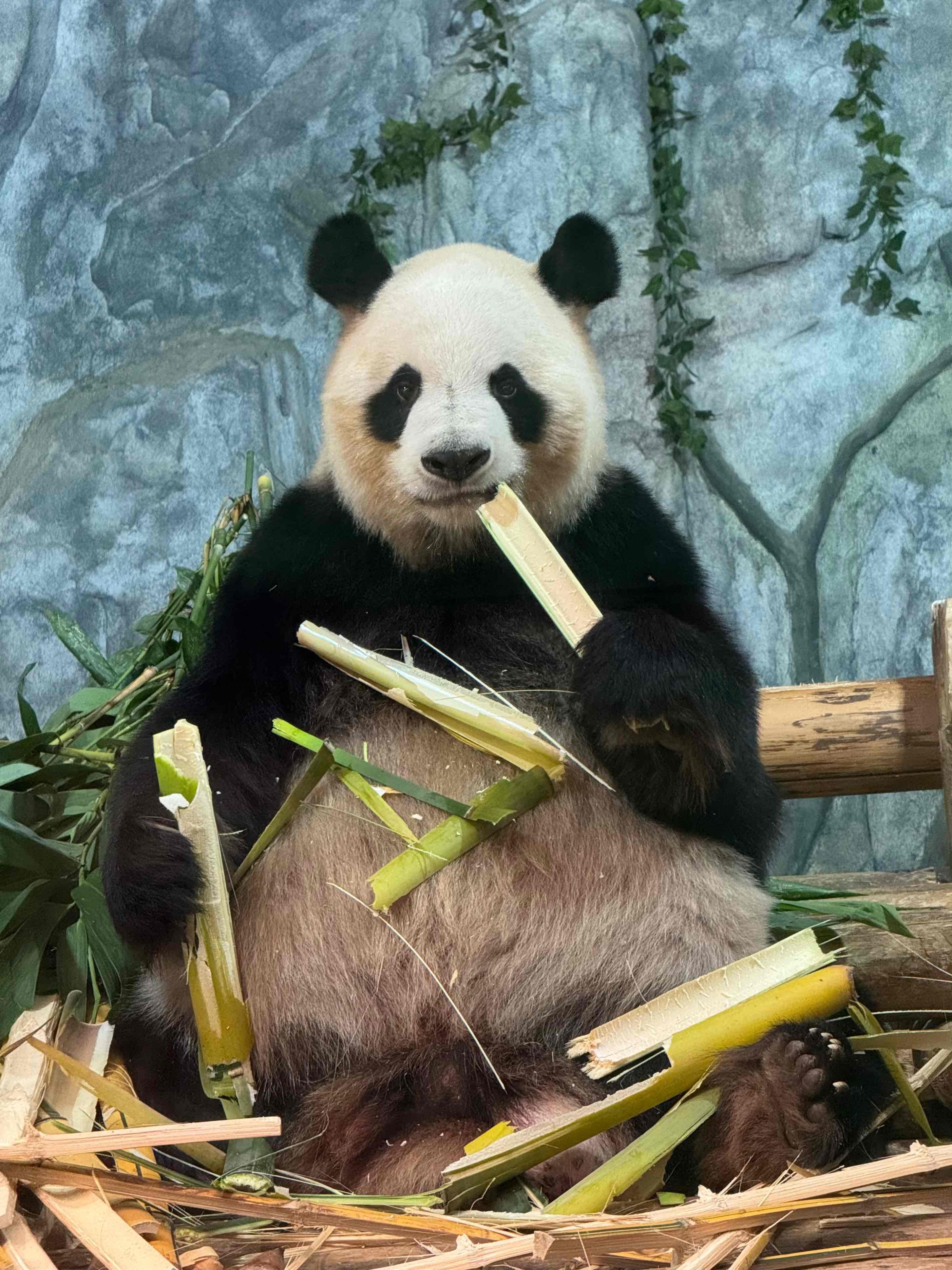 深圳好去處|深圳野生動物園